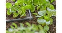 Junta L 4.6mm 20u Gardena 13212-26 GARDENA - 3