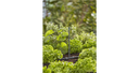 Tobera pulverizadora 5Uds 360º Gardena 13322-20 GARDENA - 7